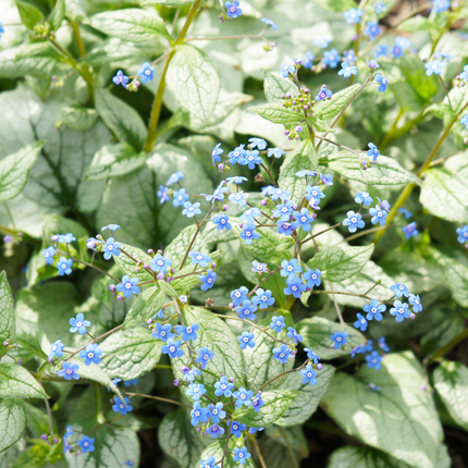 Brunnera macrophylla Jack Frost – 24 Pflanzen Kaukasusvergissmeinnicht – 10-25cm – Ø9cm – Winterharte Schattenstaude mit silbernem Zierlaub