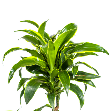 Dracaena Deremensis Dorado inkl. Naturkorb – Höhe 100-120cm – Ø21cm – Pflegeleichte Zimmerpflanze mit glänzenden Blättern