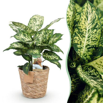 Dieffenbachia Compacta – 45-50cm – 17cm inkl. Naturkorb – Pflegeleichte bunte Zimmerpflanze – Marmoriertes Blattwerk