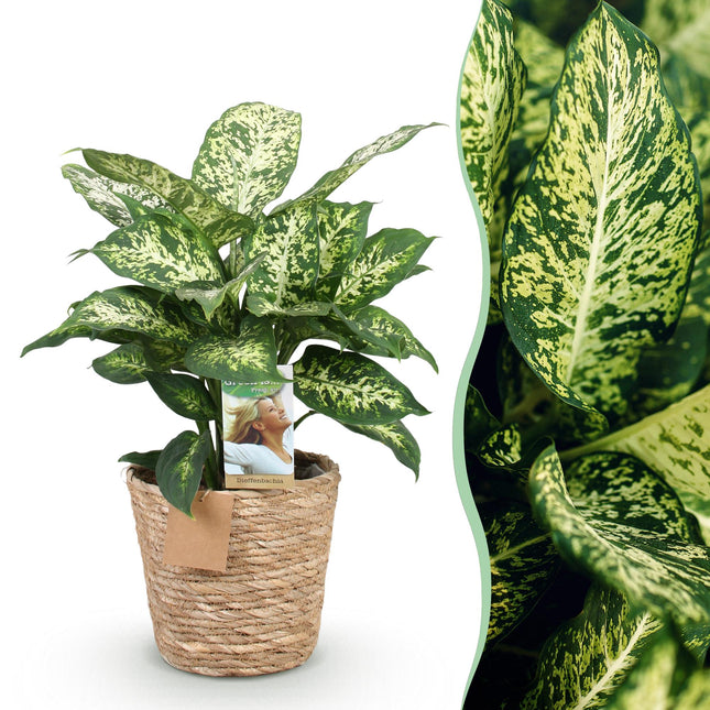 Dieffenbachia Compacta – 45-50cm – 17cm inkl. Naturkorb – Pflegeleichte bunte Zimmerpflanze – Marmoriertes Blattwerk