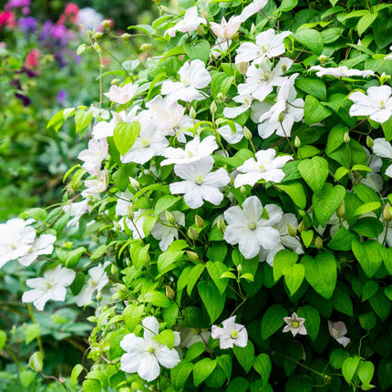 Kletterpflanze Clematis Madame Le Coultre – Cremig weiße Blüten – Wenig Pflege – 2 Pflanzen – 11 cm Höhe 40 cm – Für Garten, Terrasse & Pergolen