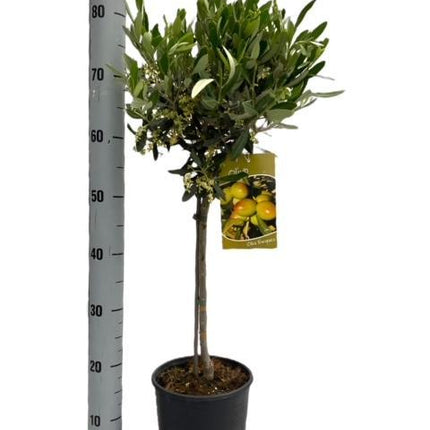 Olivenbaum – Olea Europaea – Zimmer- & Terrassenpflanze – Ø19cm – 90cm hoch – Mediterraner Stammbaum mit Kugelkrone – Für drinnen & draußen