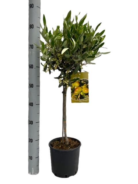 Olivenbaum – Olea Europaea – Zimmer- & Terrassenpflanze – Ø19cm – 90cm hoch – Mediterraner Stammbaum mit Kugelkrone – Für drinnen & draußen
