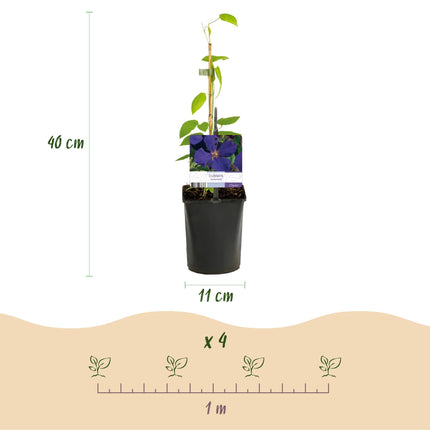 Kletterpflanze Clematis Jackmanii – Tiefviolette Blüten – Wenig Pflege – 2 Pflanzen – 11 cm Höhe 40 cm – Für Garten, Balkon & Pergolen