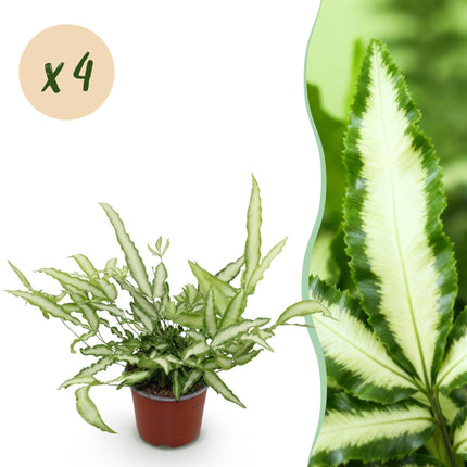Pteris cretica Albolineata – 4 Pflanzen Set – Ø12cm Höhe 28-30cm – Flügelfarn mit weißer Blattzeichnung – Haustierfreundliche Zimmerpflanze