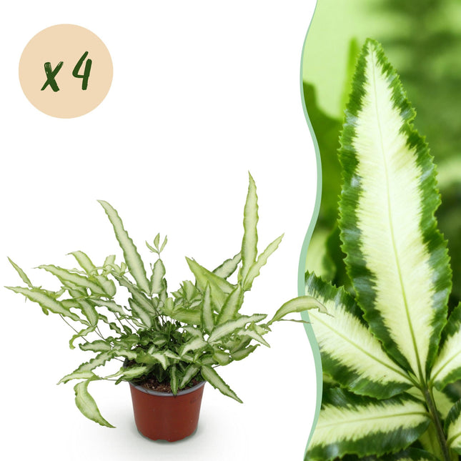 Pteris cretica Albolineata – 4 Pflanzen Set – Ø12cm Höhe 28-30cm – Flügelfarn mit weißer Blattzeichnung – Haustierfreundliche Zimmerpflanze