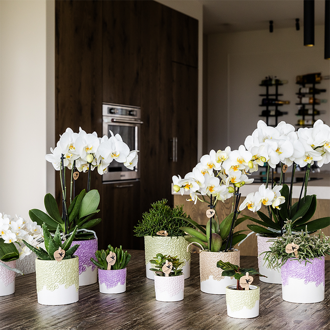 Ziertopf Bloom Sand – Dekorativer Blumentopf Ø12cm – Natürlicher Übertopf mit Blütenstruktur – Design Pflanztopf für Zimmerpflanzen Kräuter & Deko