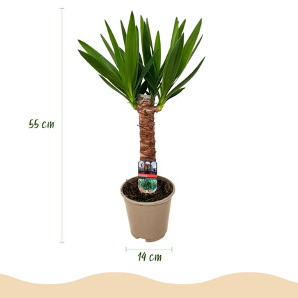 Palmlilie Yucca Elephantipes – 2 Pflanzen – 55cm – 14cm – Pflegeleichte Palmlilien mit schmalen grünen Blättern – Robustes Zimmerpflanzen
