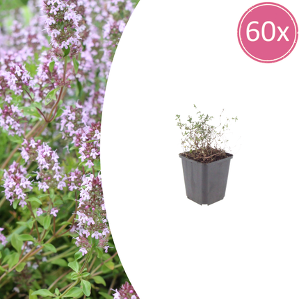 Thymus vulgaris Gartenthymian – 60 Pflanzen – Ø9cm – Höhe 10-25cm – Winterhartes Küchenkraut – Aromatisch & Bienenfreundlich