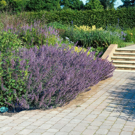 Katzenminze Nepeta 'Six Hills Giant' – ↕10-25cm – Ø9cm – 12 Pflanzen – Lila – blühende Staude – Sonniger Standort