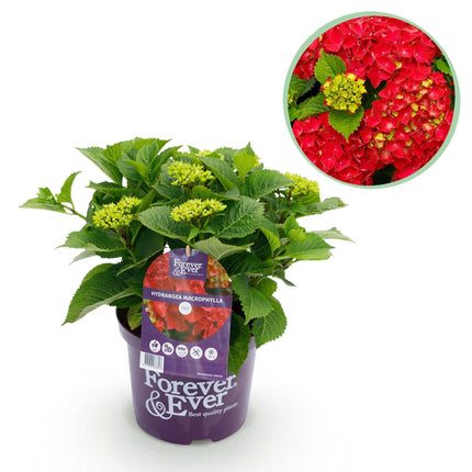 Hortensie Forever & Ever – Hydrangea macrophylla – Rot – Balkonpflanze – 7-12 Blüten – 23cm 55cm hoch – Für Terrasse, Balkon & Beet – Pflegeleicht