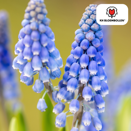 Muscari ‘Bleu Moon’ – Traubenhyazinthen – 20 Blumenzwiebeln – ↕15-20cm – große blau-violette Blüten – Frühlingsblüher für Beete, Töpfe & Steingärten