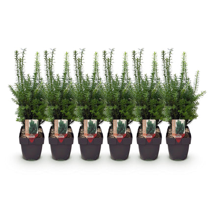 Taxus media Hillii – 6 Pflanzen für 1 Meter Hecke – Immergrün & winterhart – Eibe für dichte, schnittfeste Hecken – Ø17cm – Höhe ca. 60cm