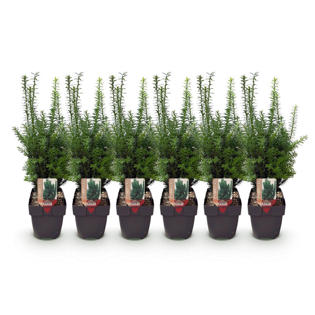 Taxus media Hillii – 6 Pflanzen für 1 Meter Hecke – Immergrün & winterhart – Eibe für dichte, schnittfeste Hecken – Ø17cm – Höhe ca. 60cm