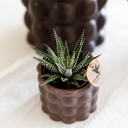 Pflanzenset Cotton Braun – Weiße Phalaenopsis Orchidee Ghent & 2 Sukkulenten – Keramische Übertöpfe Ø6, Ø9 & Ø12cm – Elegantes Pflanzenset für Zuhause