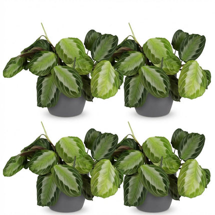 Maranta Fascinator Silverband 4er Set Pflanzen Mit Grauem Topf Ø12cm Höhe ca.25cm Gebetspflanze Grün Haustierfreundlich Pflegeleicht Für Zimmer
