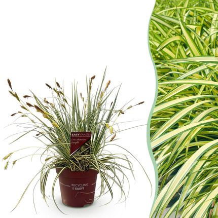 Ziergras Segge Carex oshimensis Evergold – Gelb – Grün panaschiert – Immergrün & winterhart – Höhe ca. 50cm – 17cm – Für Beet, Kübel & Balkon