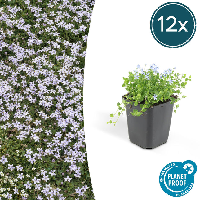 Blauer Bubikopf Isotoma fluviatilis – ↕10-25cm – Ø9cm – 12 Pflanzen – Bodendecker, Blaue Sternförmige Blüten, Sonnig bis Halbschattig, Pflegeleicht