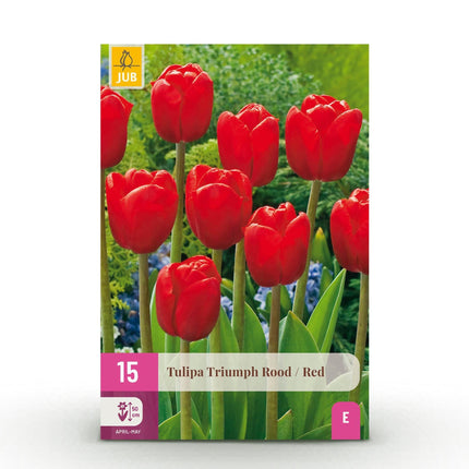 Blumenzwiebeln Tulipa Triumph Red – Rot – 15 Stück – Zwiebelgröße 11/12 – Klassische Triumph-Tulpen für Garten, Balkon & Terrasse – Frühjahrsblüher
