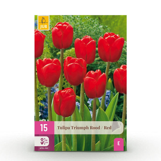 Blumenzwiebeln Tulipa Triumph Red – Rot – 15 Stück – Zwiebelgröße 11/12 – Klassische Triumph-Tulpen für Garten, Balkon & Terrasse – Frühjahrsblüher