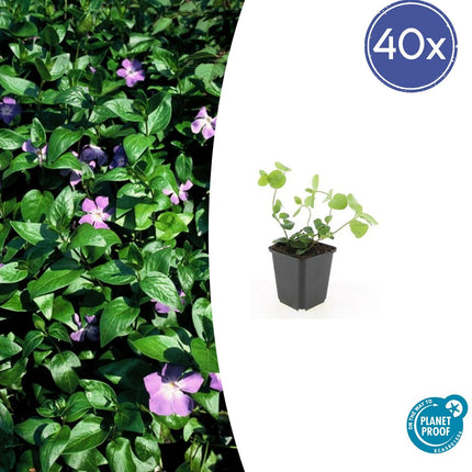Großes Immergrün Vinca major – ↕10-25cm – Ø9cm – 40 Pflanzen – immergrüner Bodendecker – pflegeleicht – violett-blaue Blüten – Winterhart