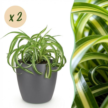 Chlorophytum Comosum Bonnie Lockige Graslilie – 2er Set Zimmerpflanzen im grauen Topf Ø12cm Höhe20cm – Haustierfreundliche Grünpflanze