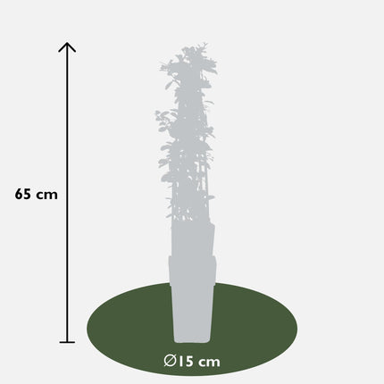 Feuerdorn Pyracantha 'Orange Glow' – Kletterstrauch – Ø15cm – ↨65cm – 3 Pflanzen – Frosthart, immergrün, leuchtend orange Beeren