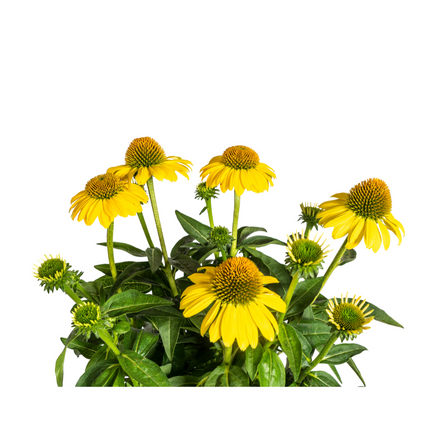 Echinacea purpurea Yellow – Gelber Sonnenhut – Ø 19 cm – Höhe 60–70 cm – Leuchtend gelbe Blüten – Für Beet & Staudenrabatte – Sonniger Standort – Pflegeleicht