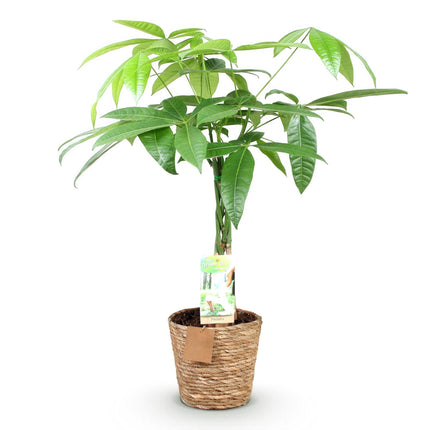 Pachira Aquatica – 60-70cm – 17cm inkl. Naturkorb – Pflegeleichter Geldbaum mit geflochtenem Stamm