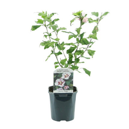 Garteneibisch Hibiscus syriacus Hamabo – Strauch – Blüte Hellrosa – Pflegeleicht – 17cm Höhe 45cm – Für sonnige & halbschattige Standorte