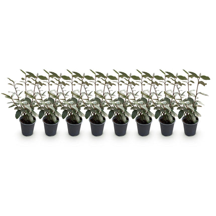 Ölweide Elaeagnus ebbingei Compacta – 8 Pflanzen für 1 lfm Hecke – Immergrün – 9cm – Höhe 30-35cm