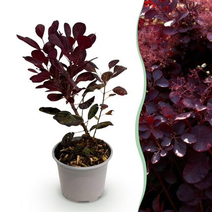 Cotinus coggygria Lilla – 12cm – Höhe ca. 35cm – Purpurrotes Laub & lila Sommerblüte – Laubabwerfender pflegeleichter Perückenstrauch für Beet, Balkon & Terrasse