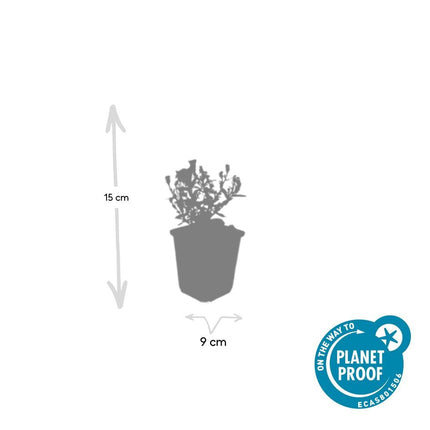Aster (D) 'Prof. Anton Kippenberg' – Herbstaster – 48 Pflanzen – violette Blüten – Ø9cm – ↕10–25cm – schmetterlingsfreundlich – pflegeleicht – lange Blütezeit