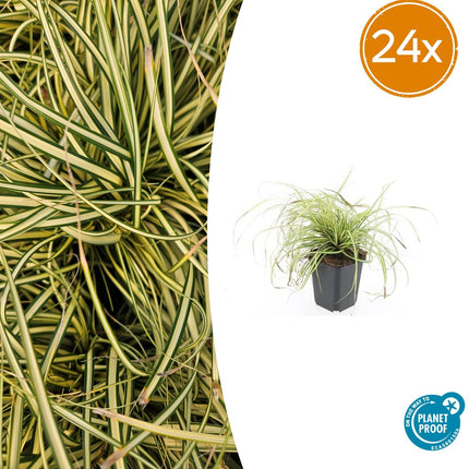 Carex oshimensis 'Evergold' – 24 Pflanzen – ↕10-25cm – Ø9cm – Winterhartes Ziergras – Goldgrünes Laub – Pflegeleicht – Für Schattige Bereiche