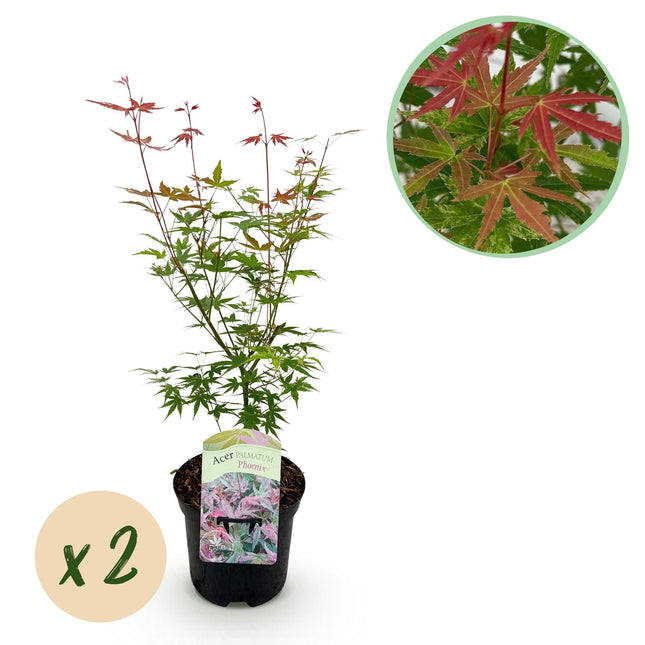 Japanischer Ahorn – Acer palmatum 'Phoenix' – 2 Pflanzen – 70 cm hoch – Ø19cm – leuchtend rot-orange – Balkon- & Gartenpflanze