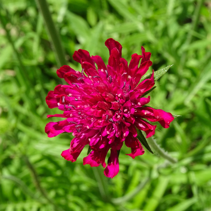 Knautia macedonica – 12 Pflanzen – Ø9cm – Höhe 10-25cm – Winterharte Staude – Tiefrote Blütendolden – Bienen