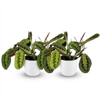 Maranta Fascinator Tricolour Gebetsblatt Pflanze 2er Set mit weißem Topf Ø12cm Höhe 25cm Haustierfreundliche Grünpflanze pflegeleicht für Zimmer &
