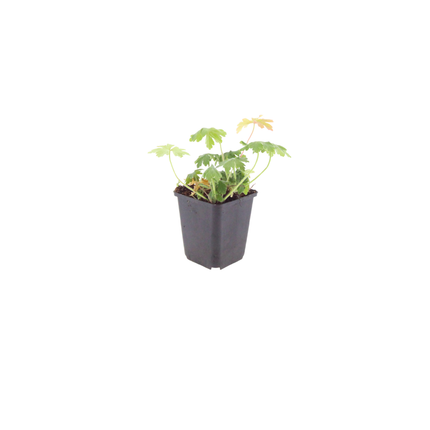 Geranium macrorrhizum Bevan's Variety – 60 Pflanzen – Ø9cm – Höhe 10-25cm – Winterharte Bodendecker Staude – Rosa Blüten – Pflegeleicht für Beet & Garten