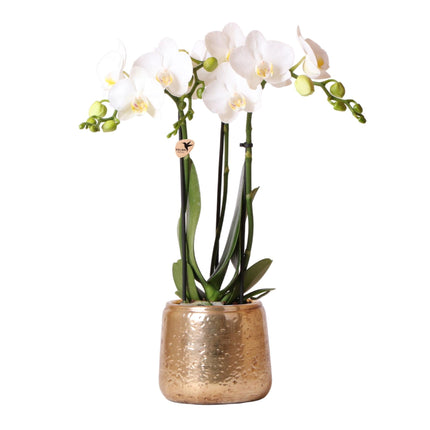 Weiße Phalaenopsis Orchidee Amabilis – Luxuriöser Ziertopf Gold Ø9cm – 40 cm hohe blühende Zimmerpflanze – Frisch vom Züchter