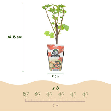 Rote Johannisbeere Ribes rubrum Jonkheer van Tets winterhart 6 Pflanzen Ø9cm Höhe30cm – Ertragreiche rote Johannisbeere für Garten & Balkon