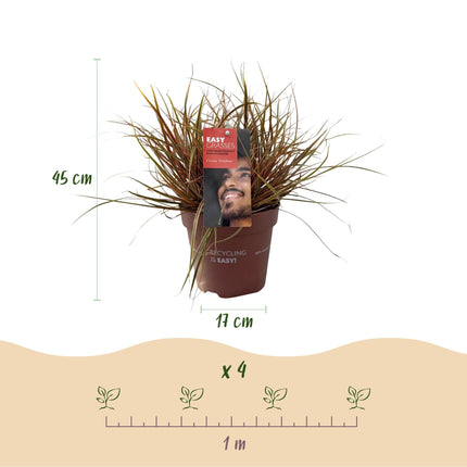 Mahagonigras – Uncinia rubra 'Everflame' – 4 Pflanzen – Immergrün – Ziergras mit rotem Laub – Pflegeleicht – Ø17cm – Höhe ca. 50 cm