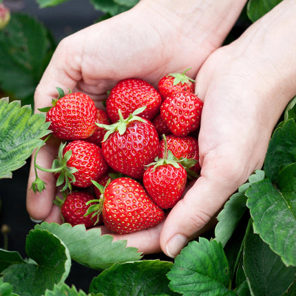Erdbeerpflanzen Fragaria Elsanta winterhart 6 Pflanzen Höhe 30cm Ø9cm – Rote Erdbeere für Beet Balkon & Topf