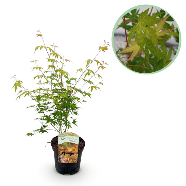 Japanischer Ahorn Acer palmatum 'Katsura' – Orange – Balkon- & Gartenpflanze – Ø19 cm – Ca. 70 cm hoch – Kompakter Zierahorn mit beeindruckendem Farbwechsel
