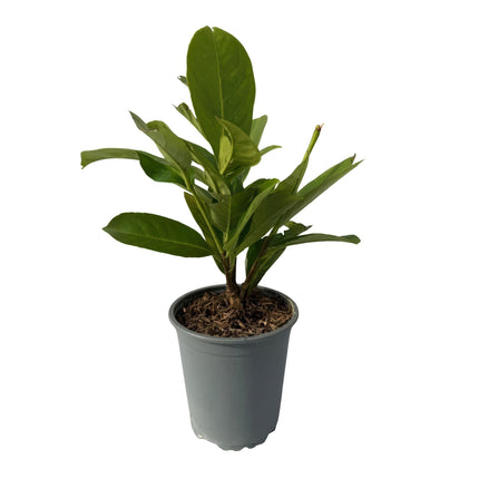 Kirschlorbeer Prunus laurocerasus Rotundifolia – Immergrüne Heckenpflanzen – 8 Pflanzen – 1 m – 9 cm Höhe 30–35 cm – Grün – Pflegeleicht