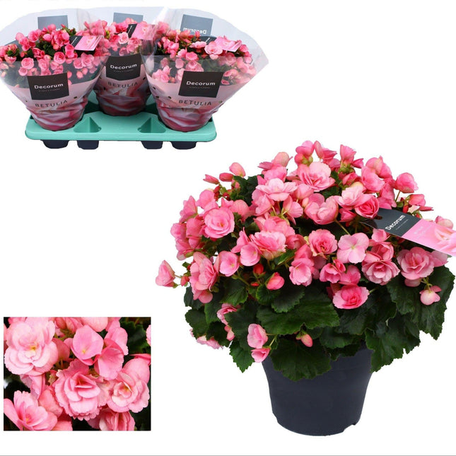 Freiland – Begonie Begonia Betulia 'Candy' Rosa – Ø19cm – ↕35cm – Blühfreudige Balkonpflanze – Für geschützte Außenbereiche & helle Innenräume