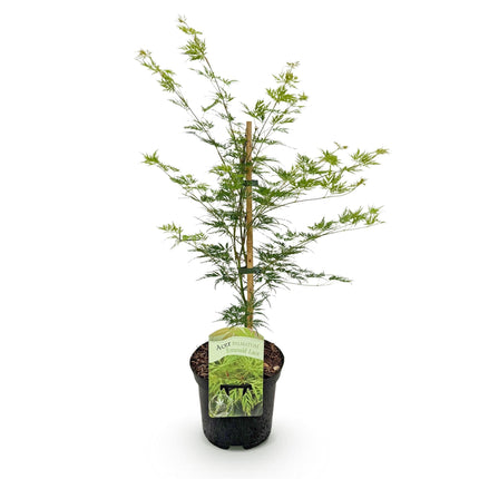 Japanischer Ahorn – Acer palmatum 'Emerald Lace' – Balkonpflanze – ca. 70cm hoch – Topf Ø19cm – feingeschnittenes grünes Laub, herbstliche Gold