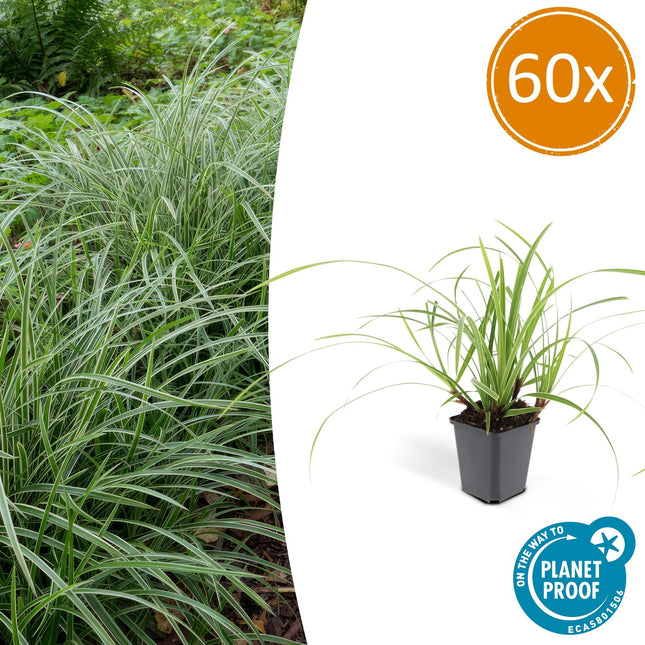 Weißrandige Segge Carex morrowii 'Ice Dance' – ↕10-25cm – Ø9cm – 60 Pflanzen – Immergrüner Bodendecker – Pflegeleicht – Sonne & Schatten – Für Beete & Gartenflächen