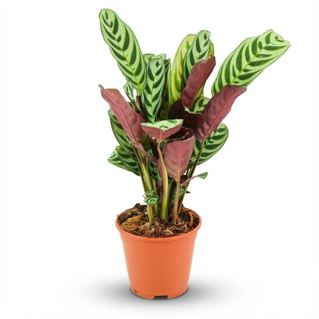 Korbmarante Ctenanthe Burle – Marxii Ø14cm Höhe35-40cm – Gebetspflanze mit Fischgrätenmuster – Zimmerpflanze für Wohnraum & Büro