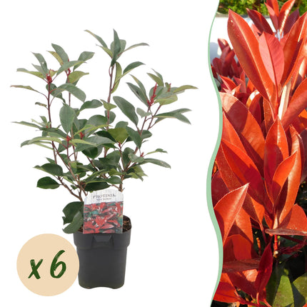 Photinia fraseri Red Robin – 6 Pflanzen für 1 laufenden Meter – Frasers Glanzmispel – Immergrüne Heckenpflanze im 17cm Topf – ca. 55cm hoch – Dicht & pflegeleicht