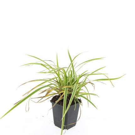 Carex morrowii 'Aureovariegata' – Japan-Segge – 48 Pflanzen – gelb-grün panaschiertes Ziergras – Ø9cm – ↕10–25cm – schattentolerant – winterhart – pflegeleicht